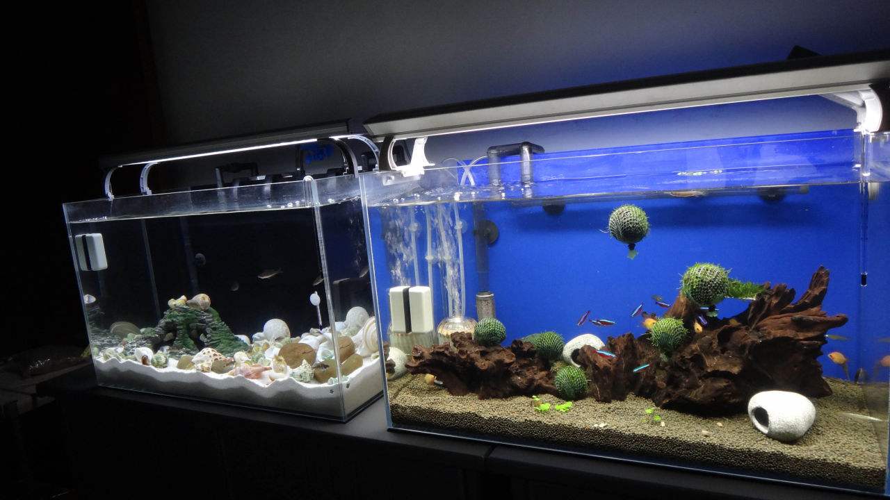 魚缸(gang)水泵如何(hé)保養